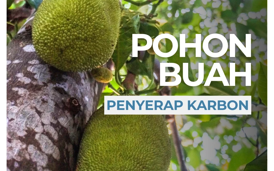 Pohon Buah Penyerap Karbon